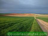 foto de paisaje camino de Ajalvir, con el color verde de la esperanza con tama&ntilde;o de 160X120; ver distintas medidas disponibles a la derecha